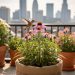 Native wildflowers growing in balcony containers attract a honeybee, a butterfly, and a hummingbird.