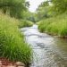Native grasses and flowering shrubs growing along the stabilized banks of a creek with clear flowing water in the foreground.