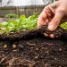 Close-up ground-level view of compost mulch covering healthy no-till garden soil with earthworms and small seedlings in a backyard bed.