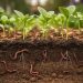 “Close-up of rich loamy garden soil with earthworms and fine fungal threads near healthy seedling roots in a wildlife-friendly garden bed.”