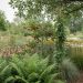 Layered native Canadian plants in a backyard garden with ferns, flowering perennials, shrubs, and climbing vines supporting pollinators